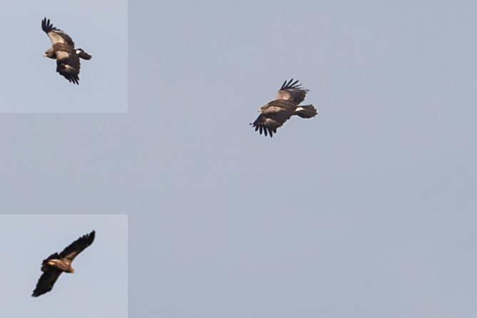 Lesser Spotted Eagle — Ana fotoğraf